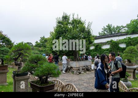 Suzhou, China - June 11, 2024 : A serene Chinese garden with a large tree, bonsai plants, a stone path, and people admiring the scenery. Stock Photo