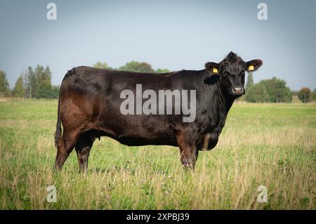Black angus cow standing on summer day on field of grass Stock Photo ...