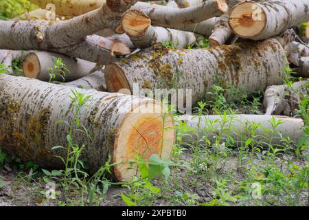 Storage of firewood. Firewood warehouse in countryside. Woodpile fresh cut logs. Country style. Poplar wood. Stock Photo