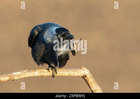 Western Jackdaw, Corvus monedula, single adult preening while standing on branch of a tree, Hortobagy, Hungary, 30 April 2024 Stock Photo