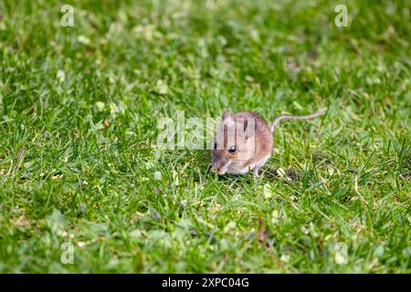 Opportunist wood mouse, apodemus sylvaticus, scavenges for bird seed dropped from a feeder to the lawn below. Hampshire, UK. Space for your text. Stock Photo