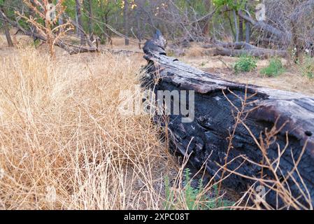 Burnt fallen tree in the city forest Stock Photo