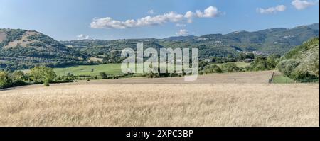 panoramic landscape with corn field and green Colli sul Velino hills, shot in bright summer light from Rivodutri hills, Apennines, Rieti, Lazio,  Ital Stock Photo