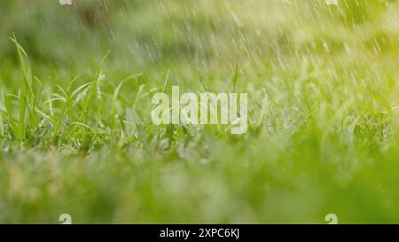 Rain drops falling on the grass. Stock Photo