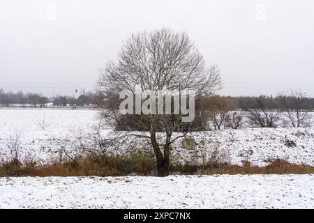 Leafless white poplar tree on snowy stream bank in winter Stock Photo