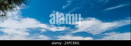 View of white clouds and blue sky through tree branches Stock Photo