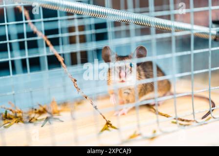 A small brown mouse sits in a live trap, exploring its surroundings amid green leaves and twigs. Stock Photo