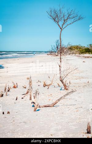 Dry trees and stumps on a beach in Fort DeSoto County Park in St. Petersburg, Florida Stock Photo