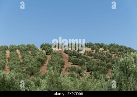 Landscape in the province of Jaen with a lush plantation of olive trees in a row. They are large ecological monocultures for the manufacture of olive Stock Photo