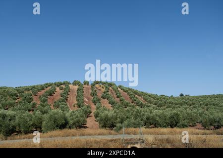 Landscape next to the road with a lush plantation of olive trees in a row. They are large ecological monocultures for the manufacture of olive oil and Stock Photo