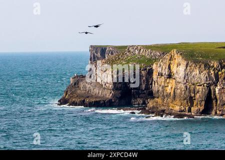 Two Jackdaws flying along the steep cliffs of the Pembrokeshire coast in southern Wales Stock Photo