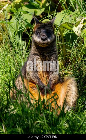 Wallaby at Edinburgh zoo in Scotland Stock Photo