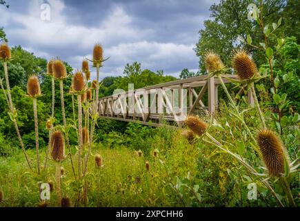 The Dipsacus plants and flowers in front of the old pedestrian wooden bridge across Cuyahoga valley in Ohio national park, a tourist destination. Stock Photo