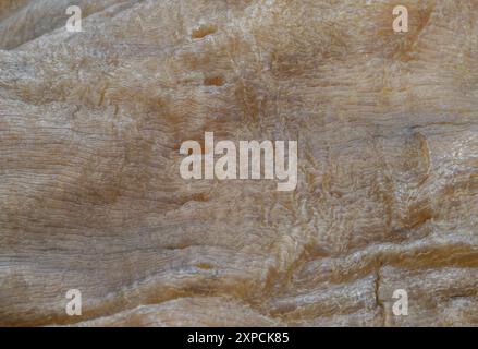 Close-up of Fish Maw Soup or Dried Fish Stomach (Dried Fish Bladder). Chinese dried food, Healthy eating lifestyle concept, Space for text, Selective Stock Photo