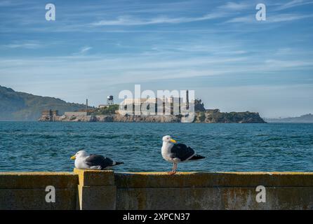 Two seagulls standing on a wall in front of Alcatraz island in the San Francisco Bay, California, United States of America Stock Photo