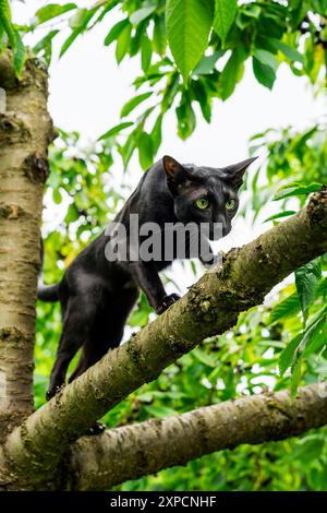 Black cat on the tree  Stock Photo