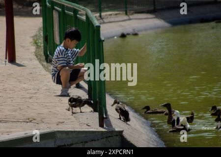 photograph of an Asian boy playing with and feeding a family of ducks during his summer vacation in a public park. Stock Photo