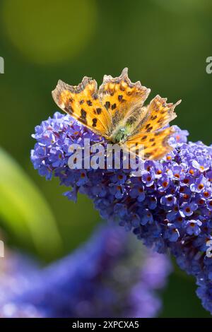 C-Falter, Weißes C, C-Fuchs, Blütenbesuch auf Schmetterlingsflieder, Buddleja, Polygonia c-album, Nymphalis c-album, Comma, anglewings, Le Robert-le-D Stock Photo