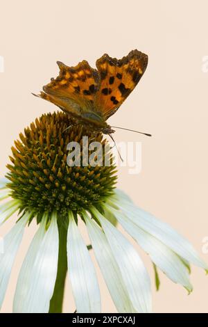 C-Falter, Weißes C, C-Fuchs, Blütenbesuch auf Echinacea, Sonnenhut, Polygonia c-album, Nymphalis c-album, Comma, anglewings, Le Robert-le-Diable Stock Photo