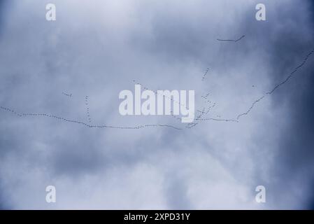 geese migrating in the end of September over Elk Island national park in Alberta  in Canada towards south. Stock Photo