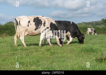 Holstein cows grazing in a field Stock Photo