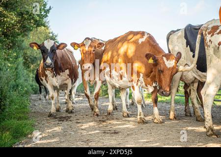 herd of dairy cows walking back home for milking Stock Photo