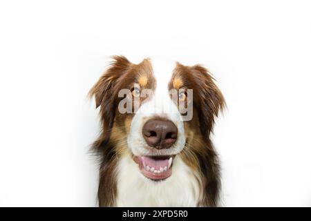 Funny portrait  Australian Shepherd dog making a face. Isolated on white background Stock Photo