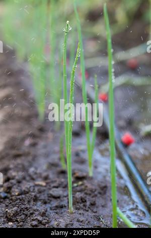 A stalk of onion in focus that is covered with water drops from a garden irrigation system Stock Photo