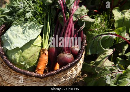 Different freshly harvested vegetables in wicker basket outdoors, closeup Stock Photo