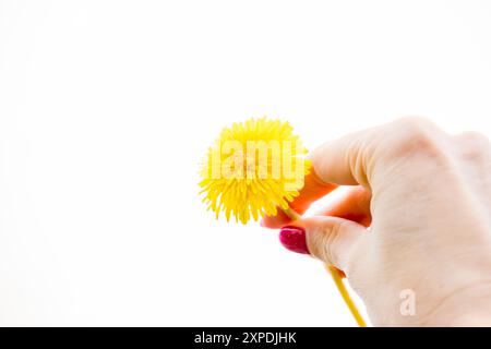 Woman picking flowers yellow dandelions on meadow in summer. Point of view shot. Stock Photo