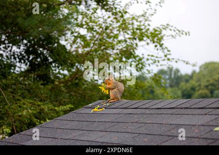 The fox squirrel (Sciurus niger), also known as the eastern fox squirrel or Bryant's fox squirrel. a fox squirrel eats a sunflower on the roof Stock Photo