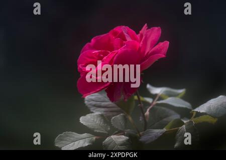 Paul's Scarlet Climbing Red Rose Stock Photo