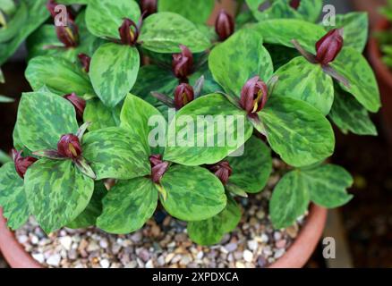 Toadshade, Toad Trillium, Sessile Trillium or Sessile-flowered Wake-robin, Trillium sessile, Melanthiaceae (previouslyTrilliaceae). USA, North America Stock Photo