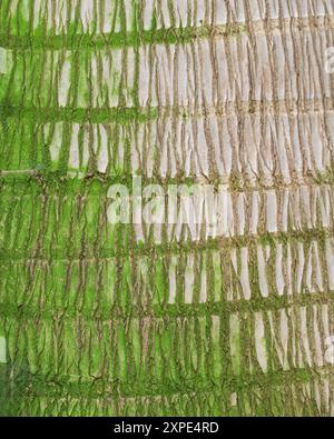 Bottle Palm (Hyophorbe lagenicaulis) bark at the Como Park (Marjorie McNeely) Conservatory at 1225 Estabrook Drive in St. Paul, Minnesota on July 23, Stock Photo