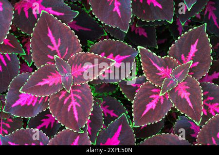 Bunch of colorful purple and green coleus plants Stock Photo