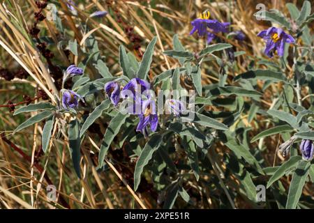 Silverleaf Nightshade or Silver-leaved Nightshade, Solanum elaeagnifolium, Solanaceae. Greece. Stock Photo