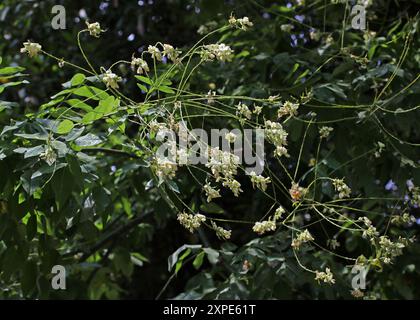 Japanese Pagoda Tree, Chinese Scholar Tree or Pagoda Tree, Styphnolobium japonicum, syn. Sophora japonica, Fabaceae. China. Stock Photo