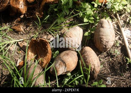 Dried coconut fiber which can be used as raw material for crafts or coco peat for soil fertility Stock Photo