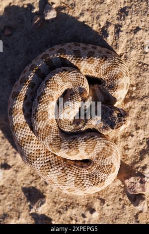Prairie Rattlesnake, Bosque del Apache National Wildlife Refuge, New ...