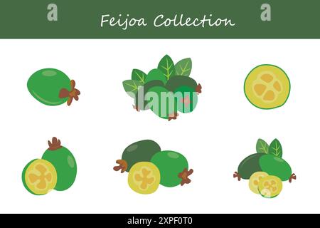feijoa collection. feijoa in different poses. Vector illustration. Stock Vector