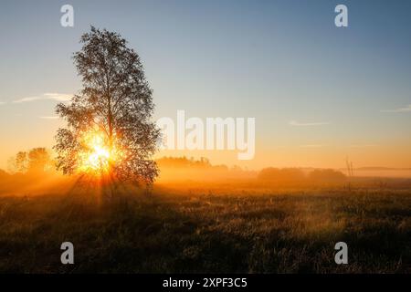 Bad Buchau, Germany. 06th Aug, 2024. The sun rises in the morning mist in the moorland at Federsee. With an area of 1.4 square kilometers, the lake near Bad Buchau in Upper Swabia is the second largest lake in Baden-Württemberg. Credit: Thomas Warnack/dpa/Alamy Live News Stock Photo