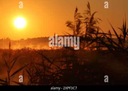 Bad Buchau, Germany. 06th Aug, 2024. The sun rises in the morning on Lake Federsee. With an area of 1.4 square kilometers, the lake near Bad Buchau in Upper Swabia is the second largest lake in Baden-Württemberg. Credit: Thomas Warnack/dpa/Alamy Live News Stock Photo