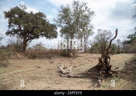Scenic view of a dried wafwa in North Luangwa National park with an old fallen dead tree Stock Photo
