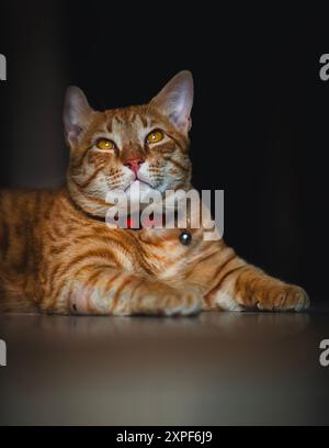 a pet orange cat portrait Stock Photo