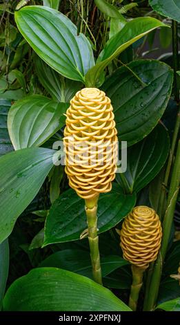 Close up of Zingiber spectabile flowers (Beehive ginger) in tropical rainforest Stock Photo