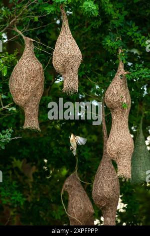 A colony of Baya Weaver and Streaked Weavers on the branches of wild trees, a Baya Weaver is building elegant nests during the rainy season. Thailand. Stock Photo