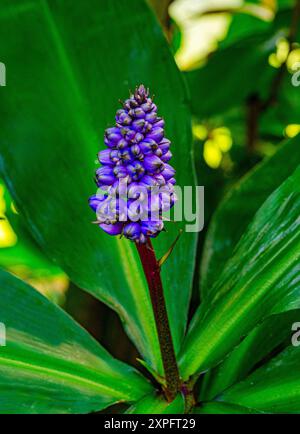 Blue Ginger, Blue-Ginger or Brazilian Ginger, Dichorisandra thyrsiflora, Commelinaceae, Tropical South America Stock Photo