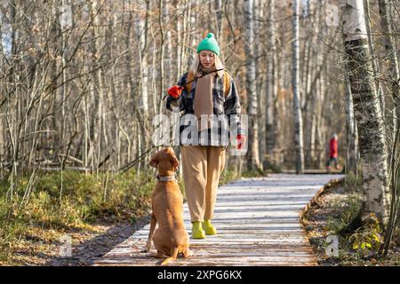 Serious female traveler training, playing with dog with stick in autumn forest on wooden trail. Stock Photo