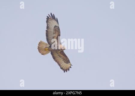 Common Buzzard in flight over Portland Dorset UK Stock Photo
