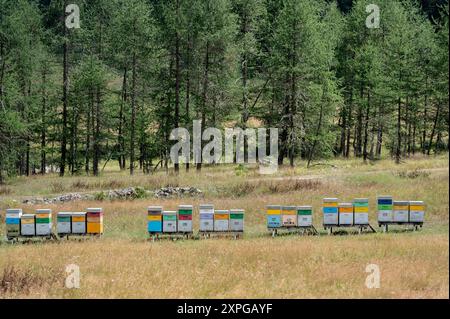 Hives for honey production in a meadow in the Stura valley, in the Maritime Alps (Cuneo, Piedmont, Italy) Stock Photo